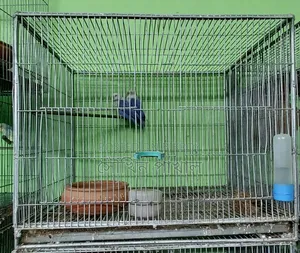 Bird Cage