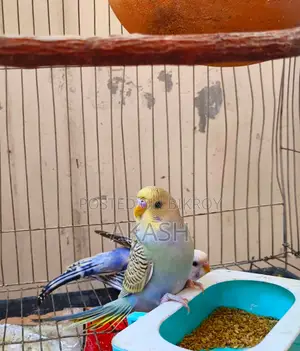 A Budgerigar Bird Will Be Sold