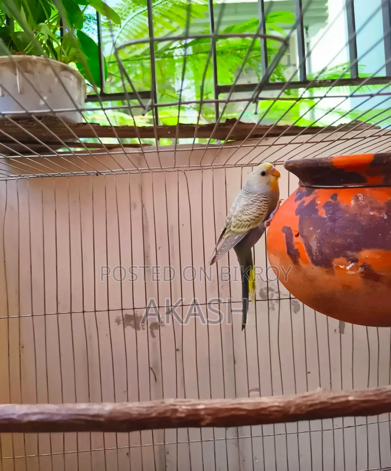 A Budgerigar Bird Will Be Sold