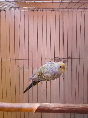 A Budgerigar Bird Will Be Sold