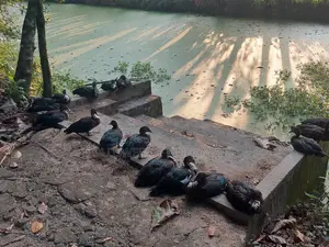 18 Chinese Ducks