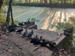 18 Chinese Ducks