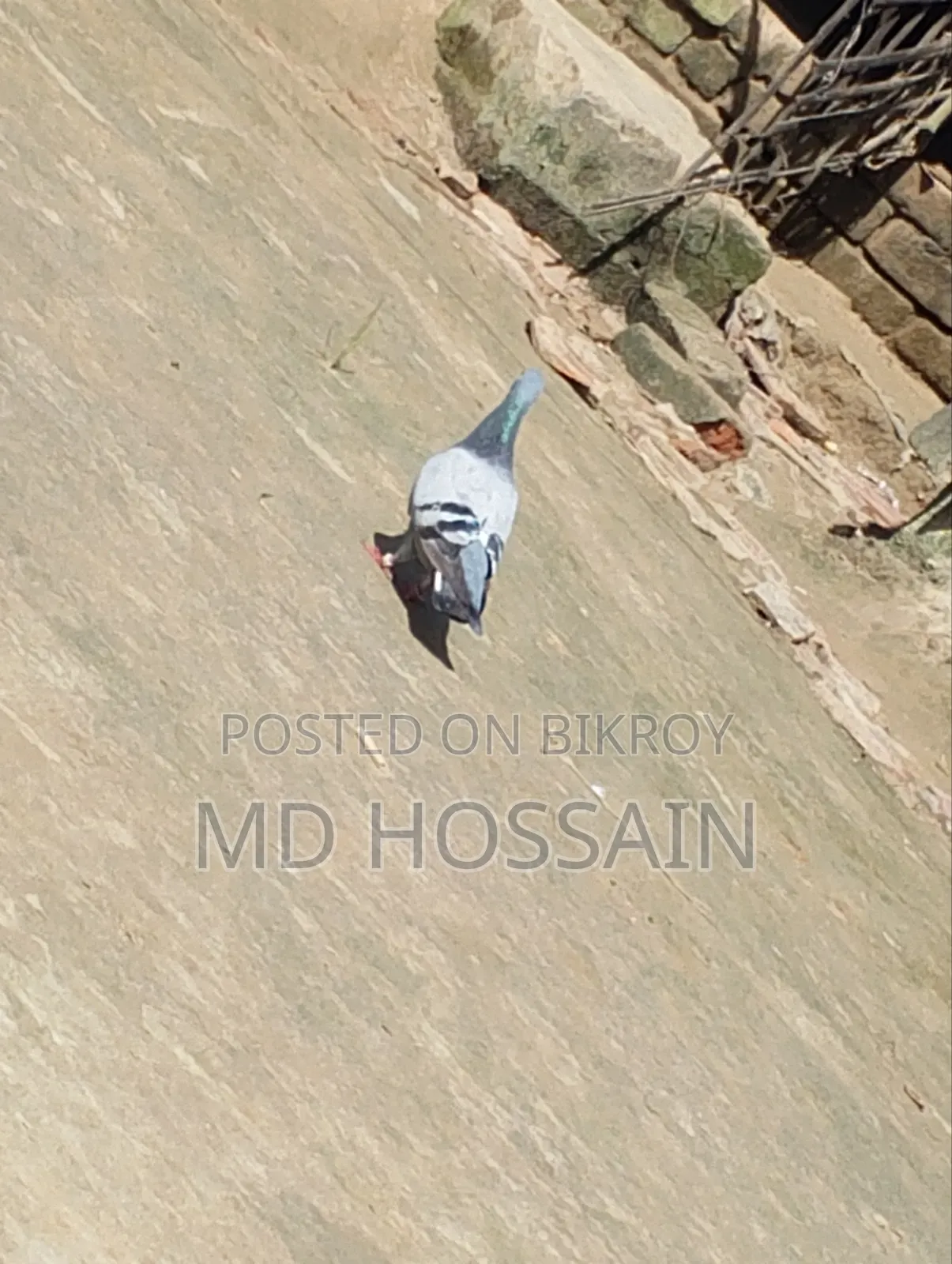 Racer Pigeon