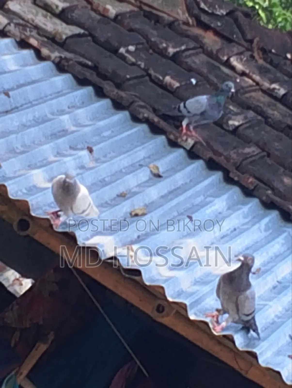 Racer Pigeon