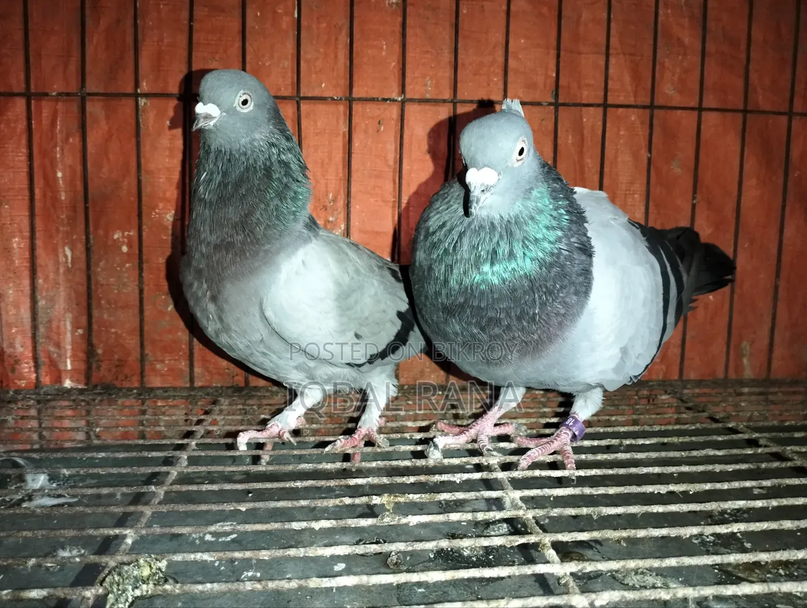 Pigeons for sale