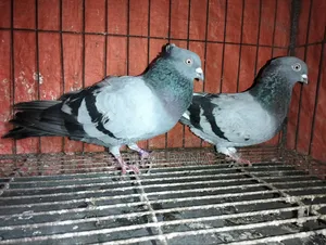 Pigeons for sale