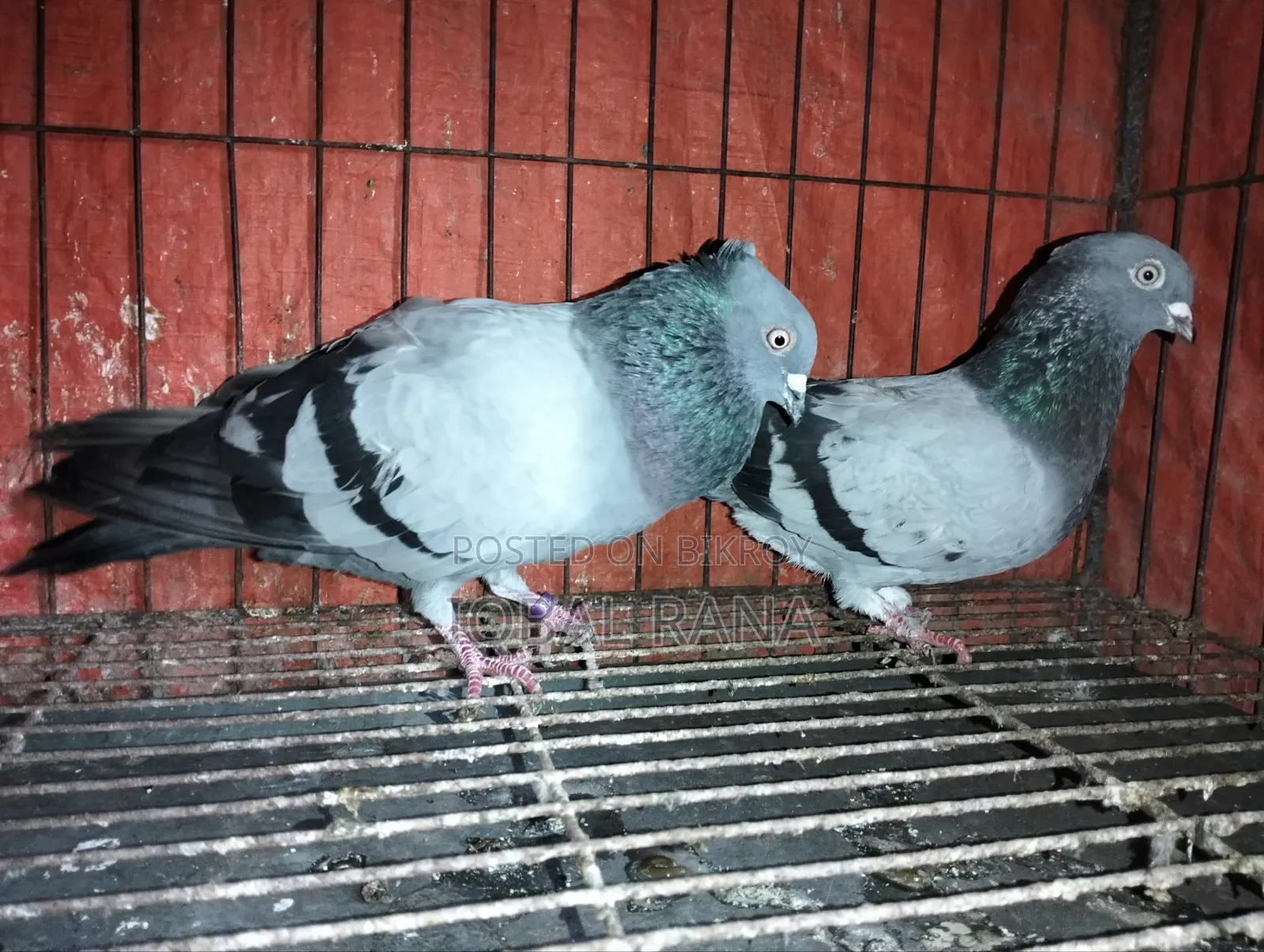 Pigeons for sale