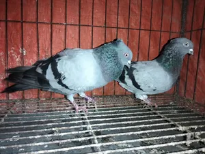 Pigeons for sale