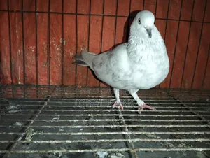 Khaki Female Duck for Sale