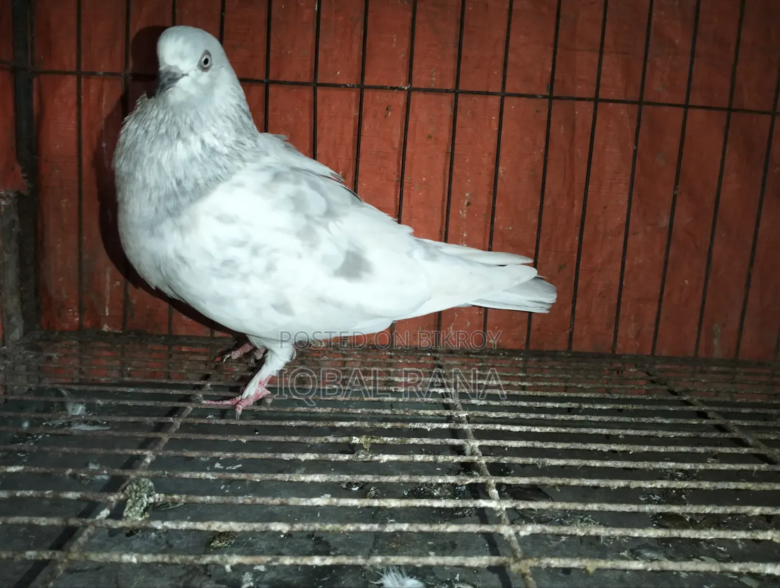 Khaki Female Duck for Sale