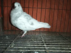 Khaki Female Duck for Sale