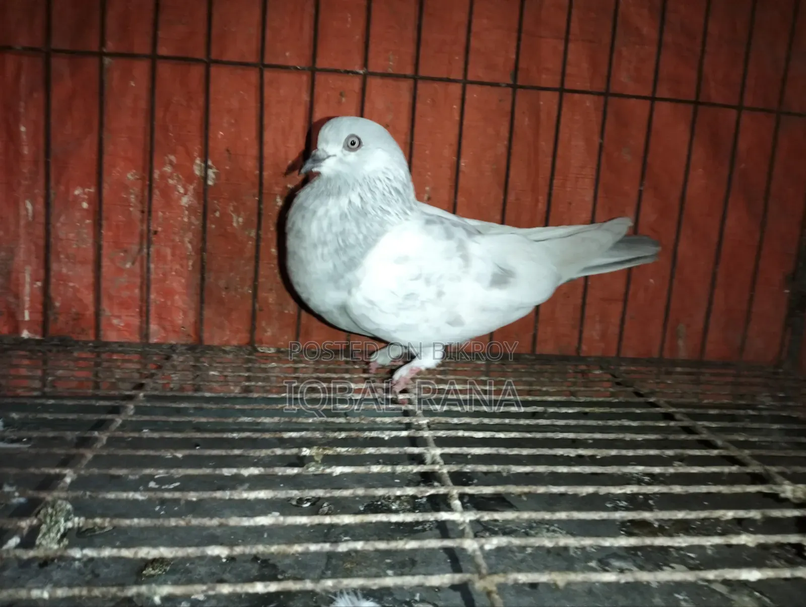 Khaki Female Duck for Sale
