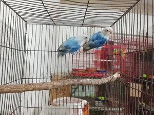 Blue Opaline New Adult Pair