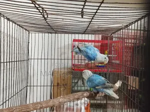 Blue Opaline New Adult Pair