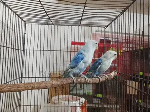 Blue Opaline New Adult Pair