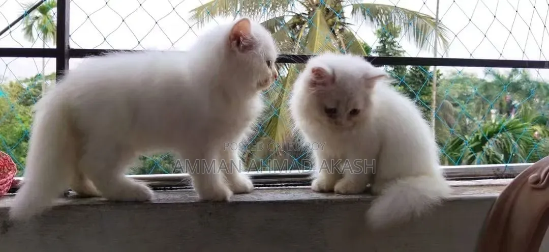 1-3 months Male Purebred Persian