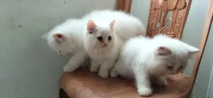1-3 months Male Purebred Persian