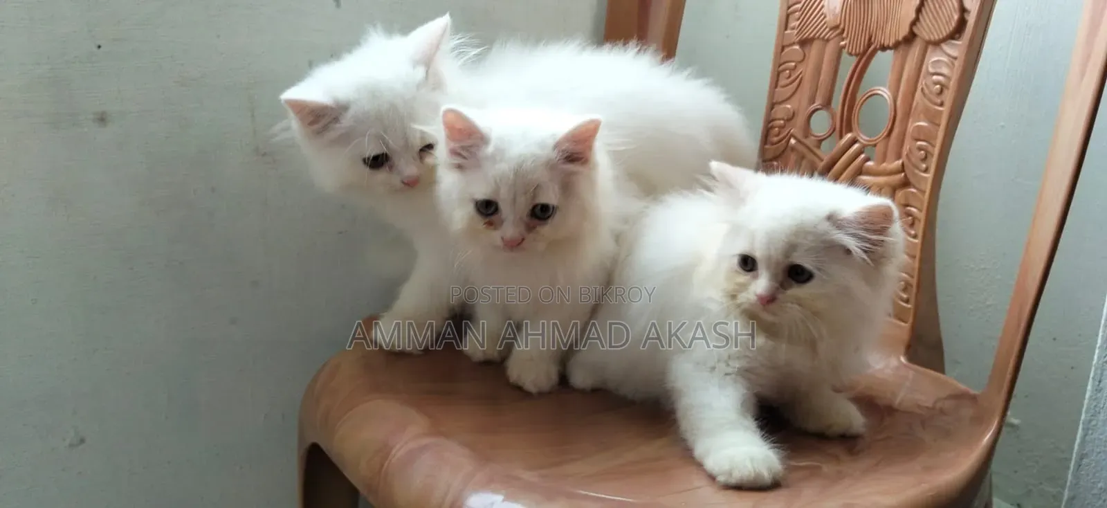 1-3 months Male Purebred Persian