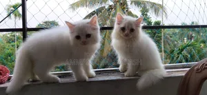 1-3 months Male Purebred Persian