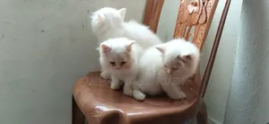 1-3 months Male Purebred Persian