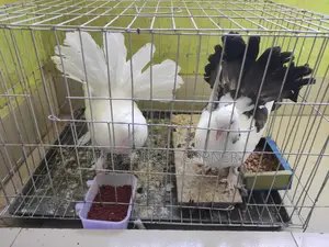 Mayurpankhi Pigeon