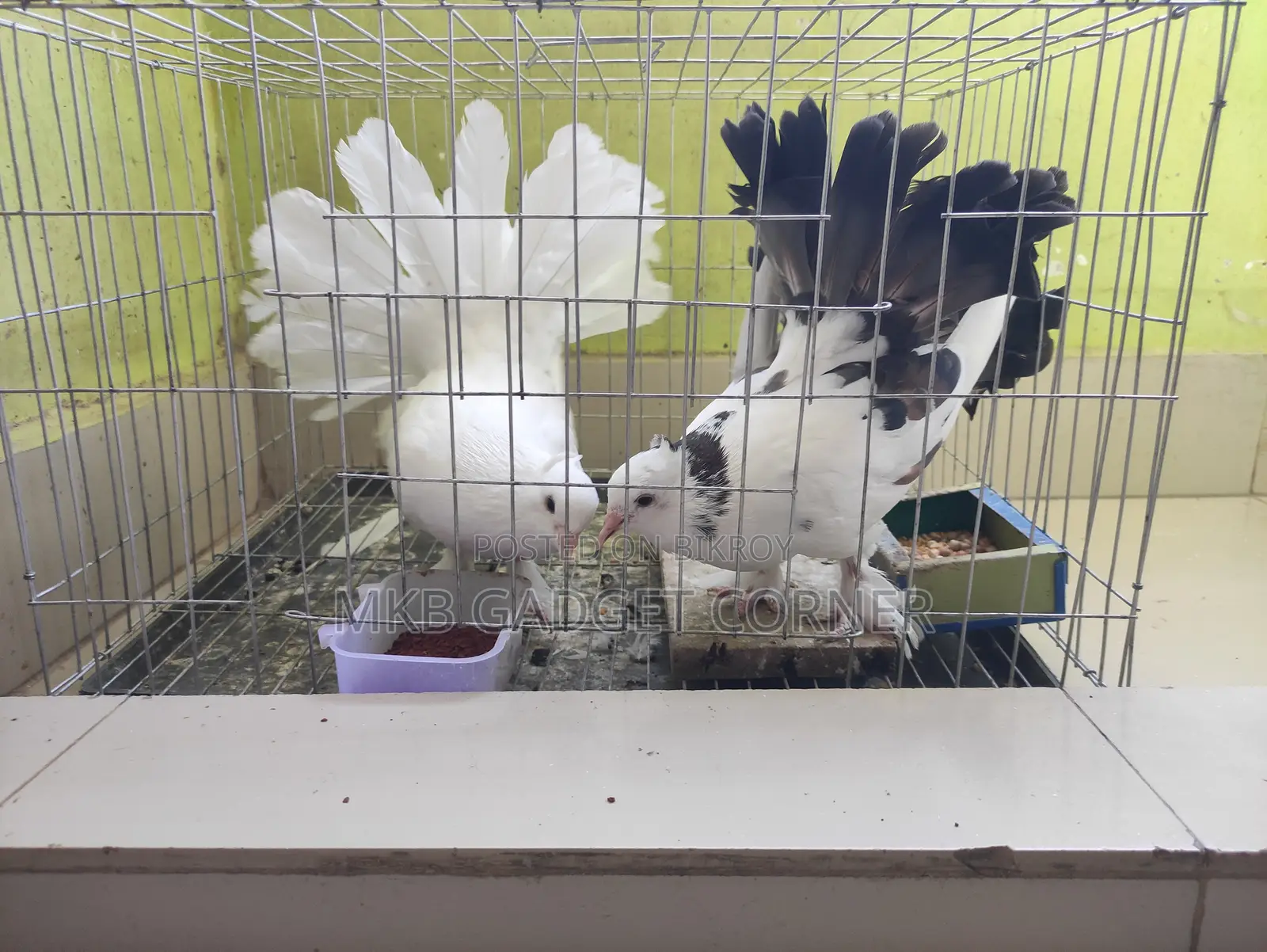 Mayurpankhi Pigeon