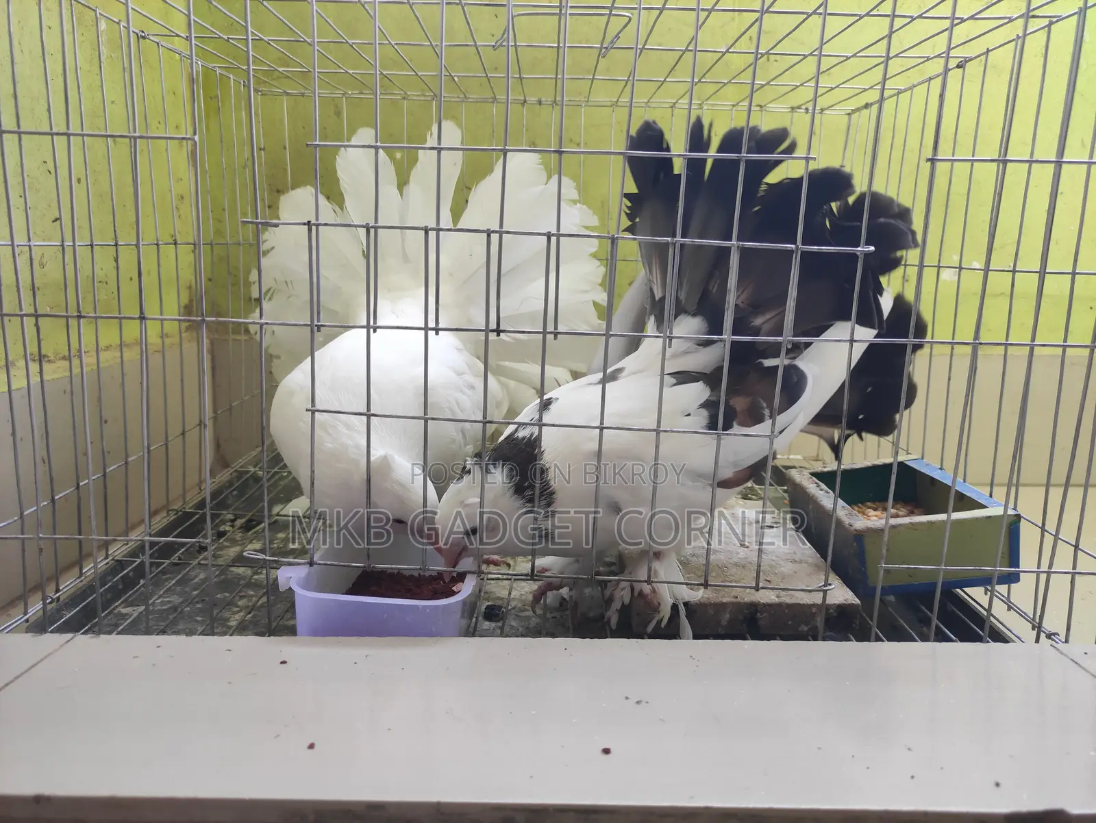 Mayurpankhi Pigeon