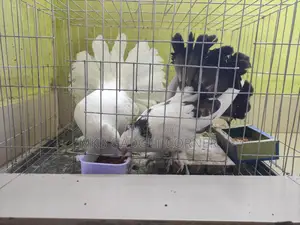 Mayurpankhi Pigeon