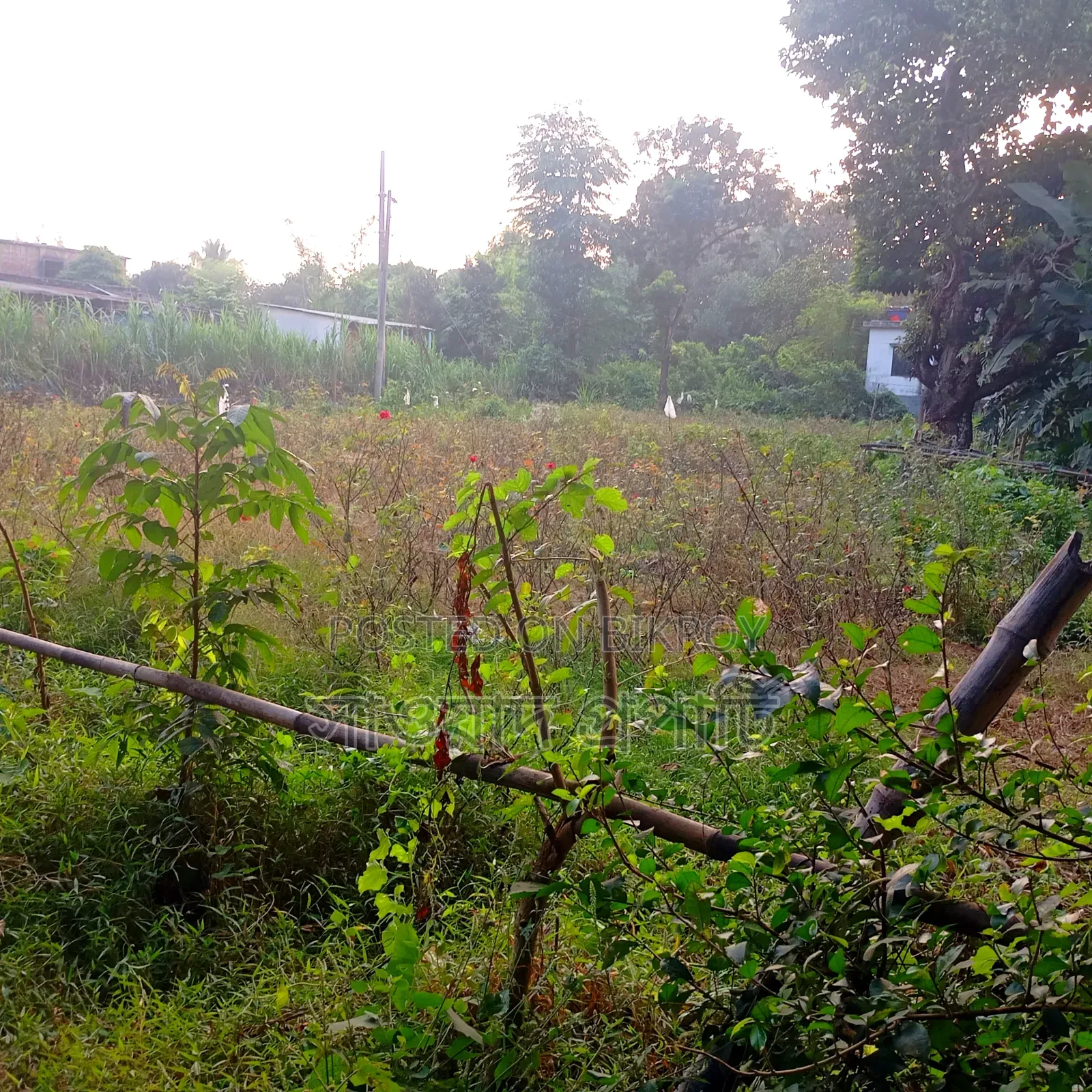 বিরুলিয়া ২০ ফিট রাস্তার সাথে ৫.৫ শতাংশ জমি বিক্রি হবে