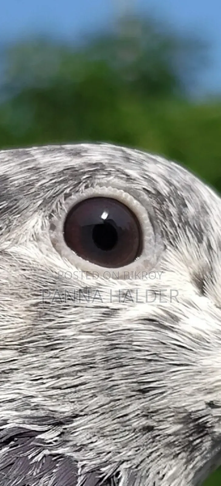 Male Pigeon for Sale