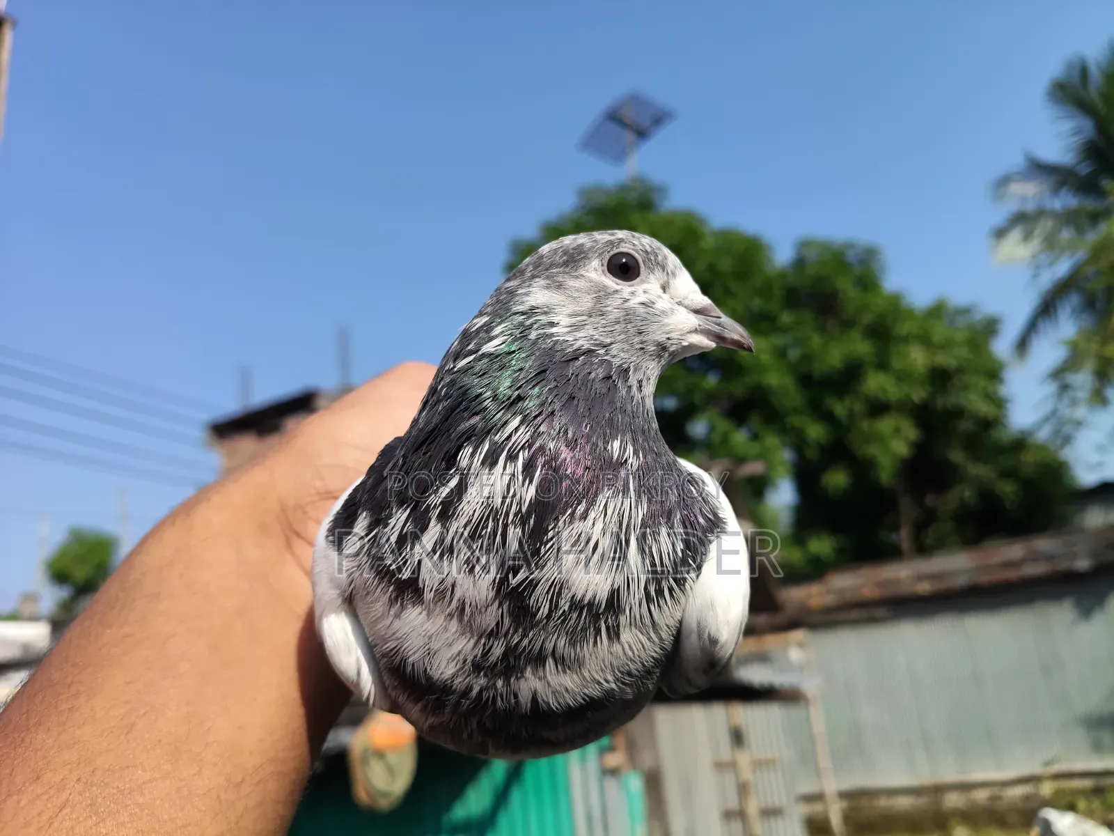 Male Pigeon for Sale