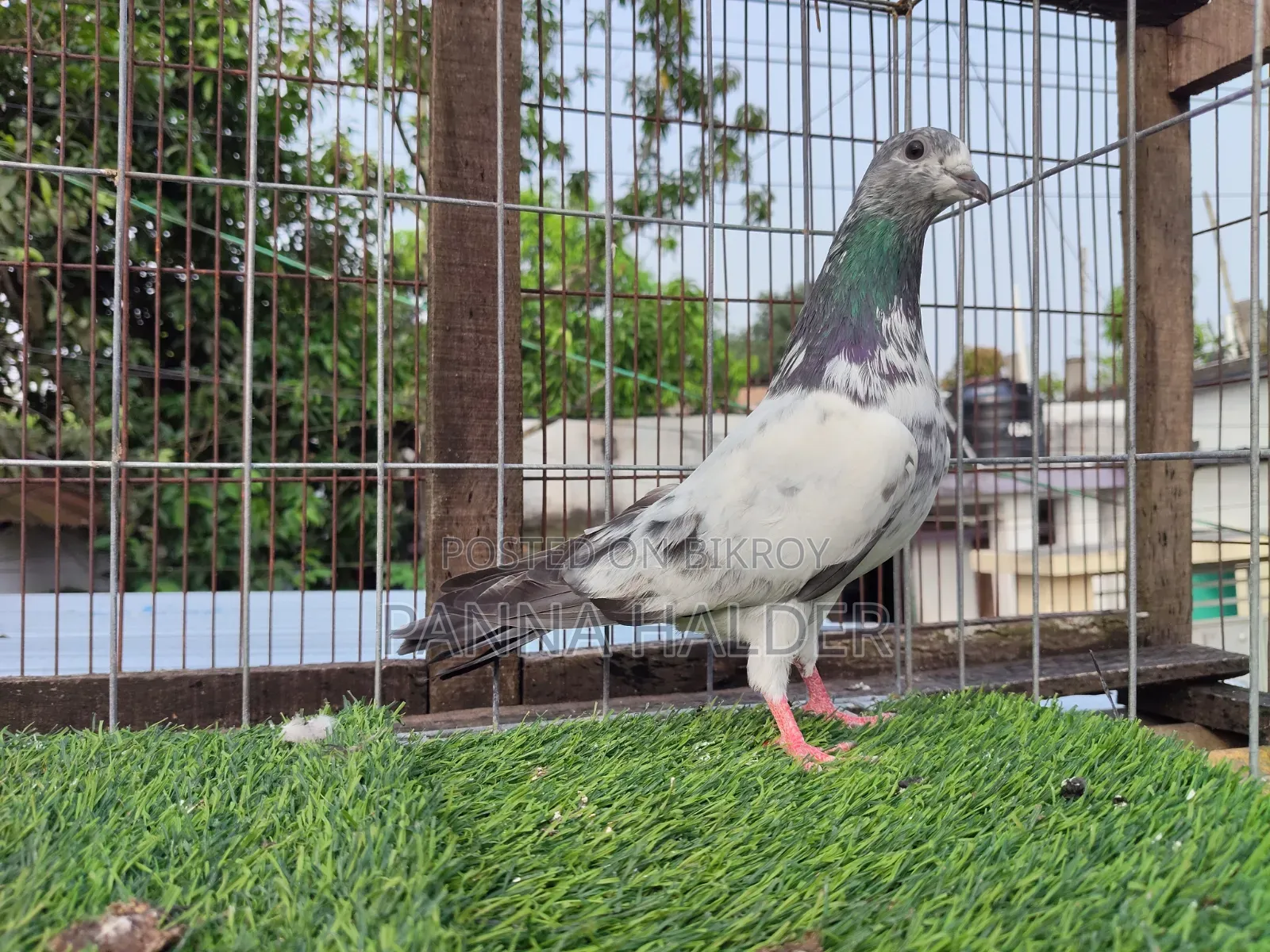 Male Pigeon for Sale