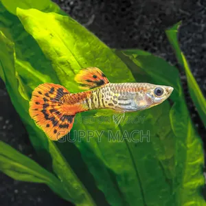 গাপ্পি মাছ প্রতি তিন পিস। আনলিমিটেড দেয়া যাবে