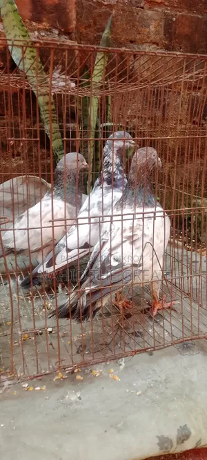 Racing Dhaka Pigeons Available