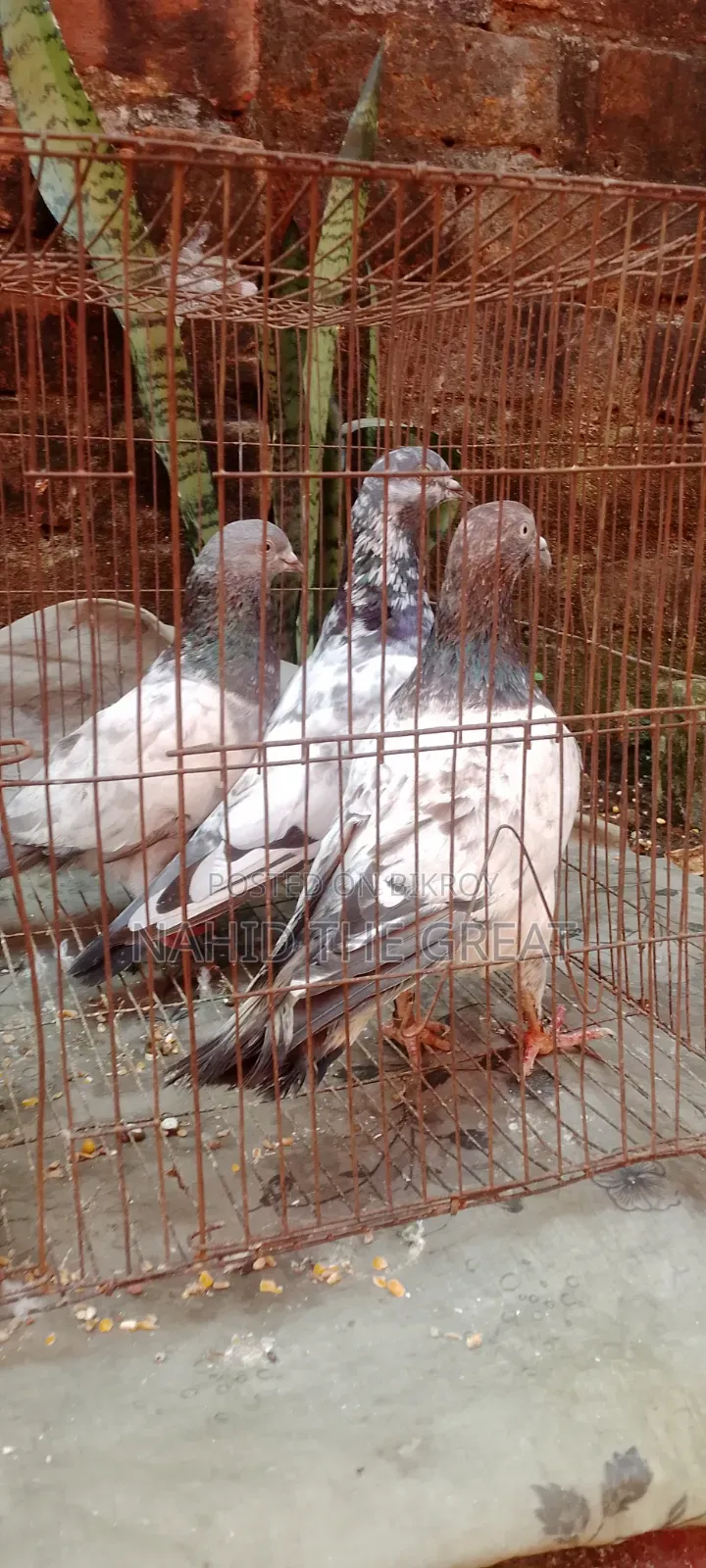 Racing Dhaka Pigeons Available