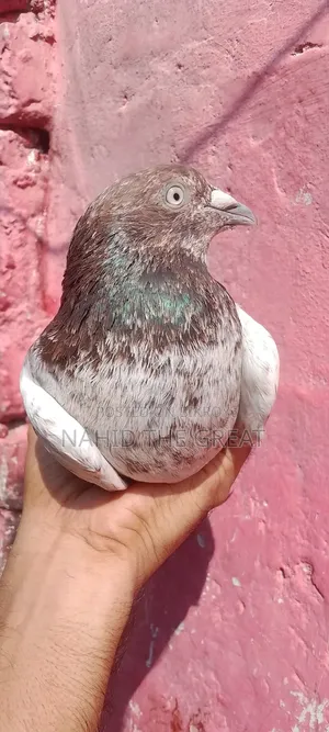 Racing Dhaka Pigeons Available