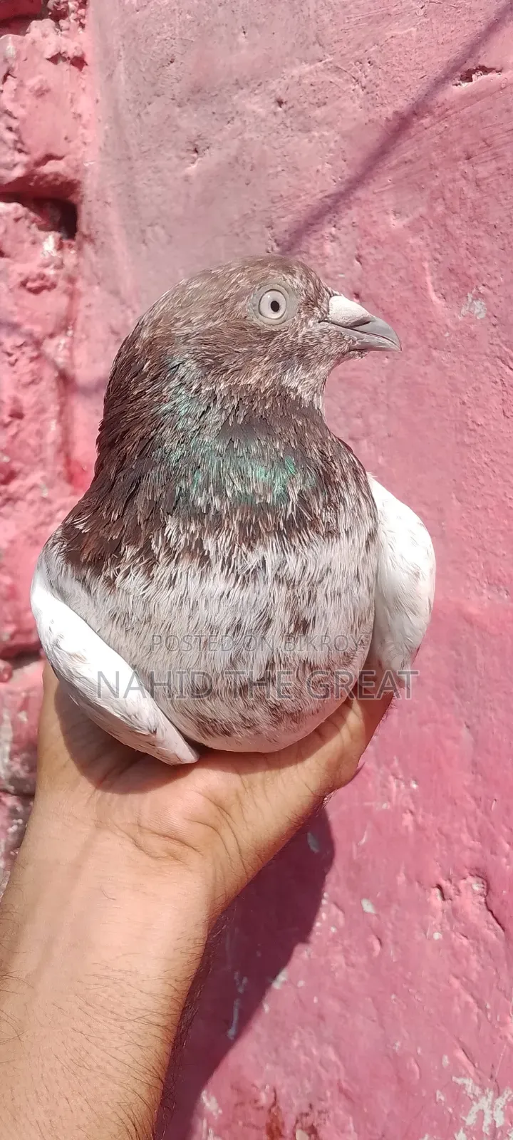 Racing Dhaka Pigeons Available
