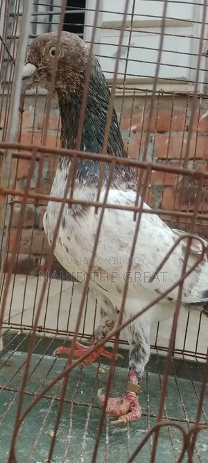 Racing Dhaka Pigeons Available