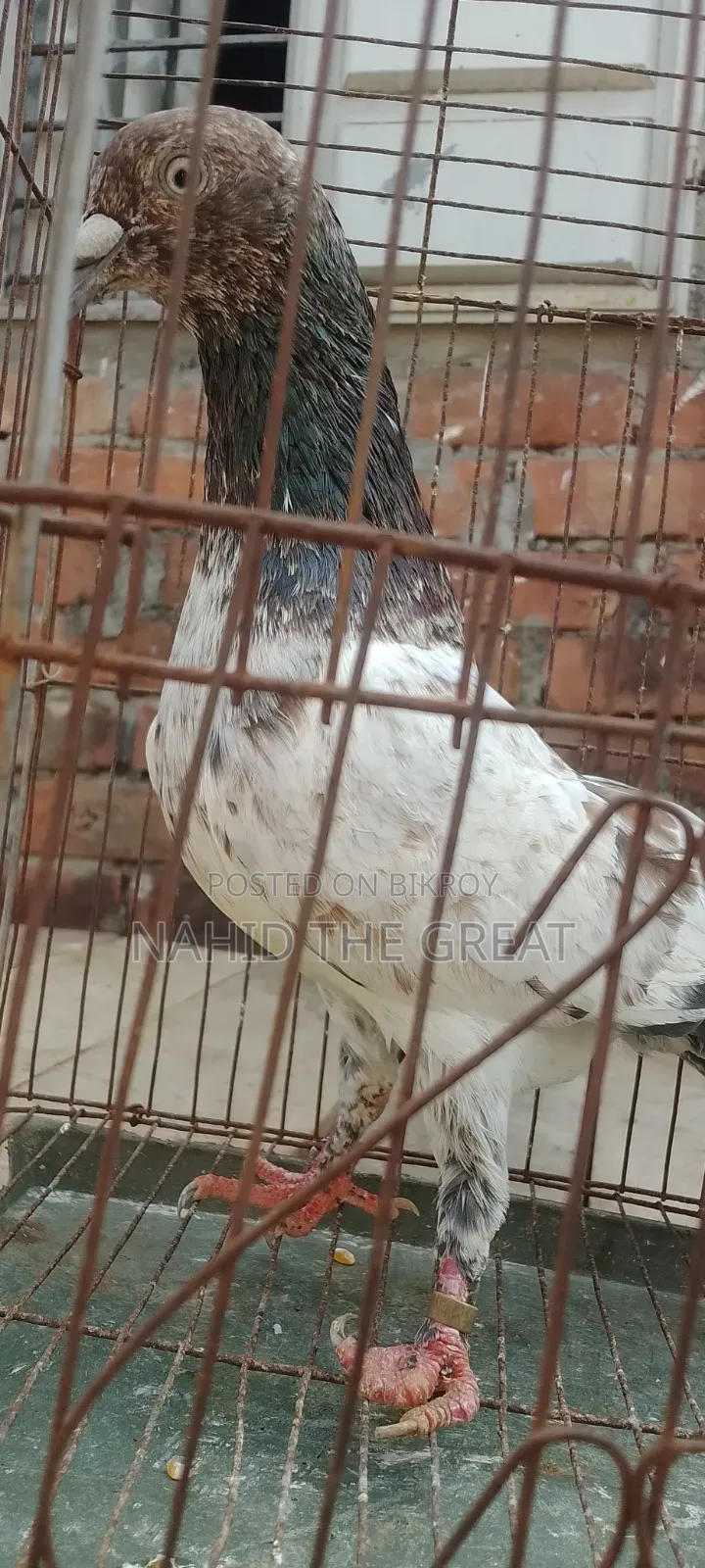 Racing Dhaka Pigeons Available