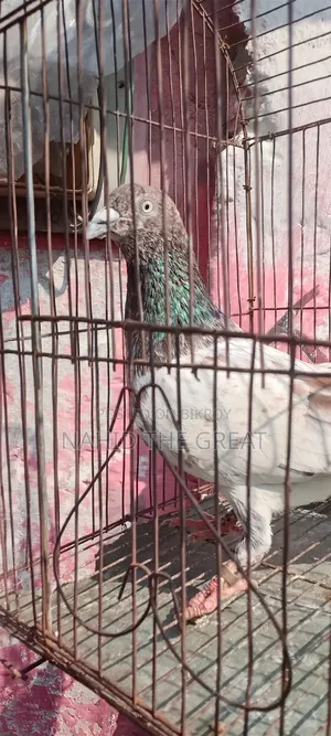 Racing Dhaka Pigeons Available