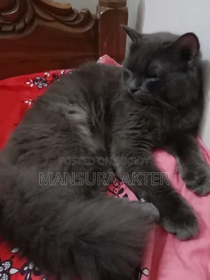 ১+ বছরের পুরুষ খাঁটি পার্সিয়ান