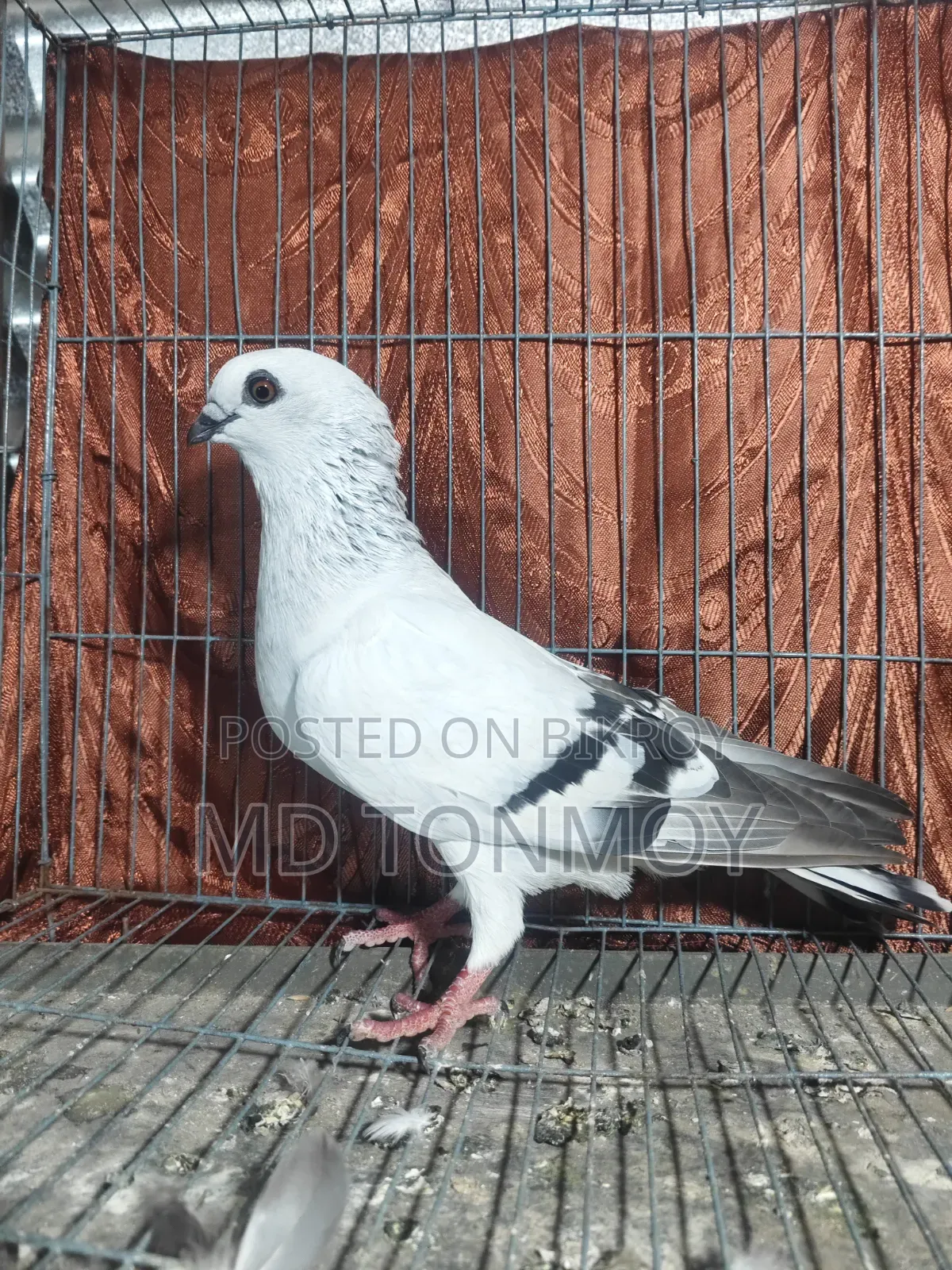 Pigeons for sale