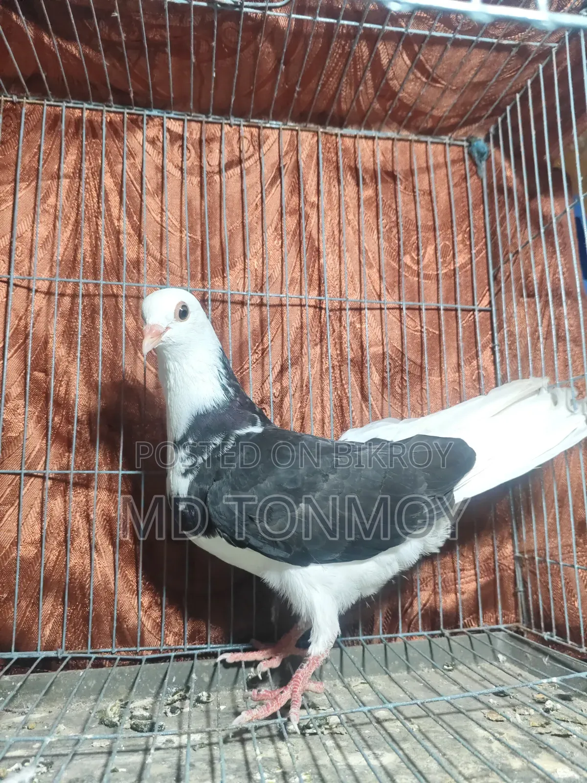 Pigeons for sale