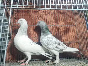 Pigeons for sale