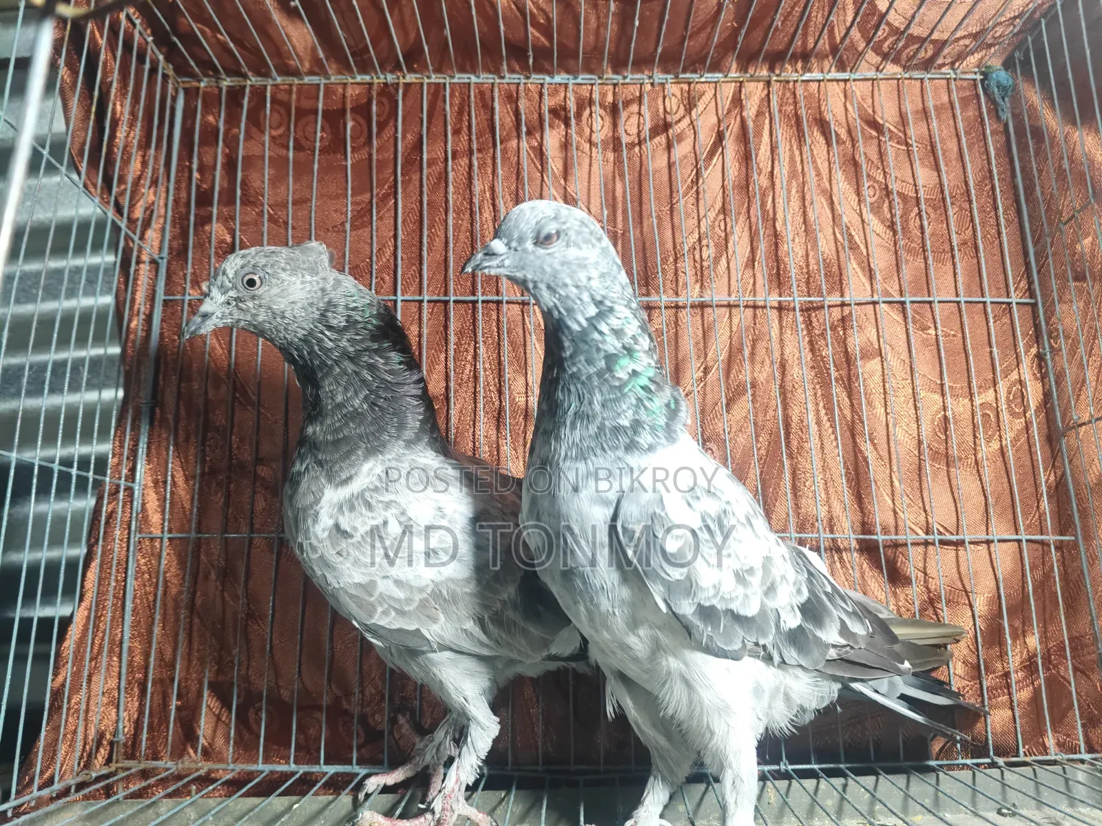 Pigeons for sale