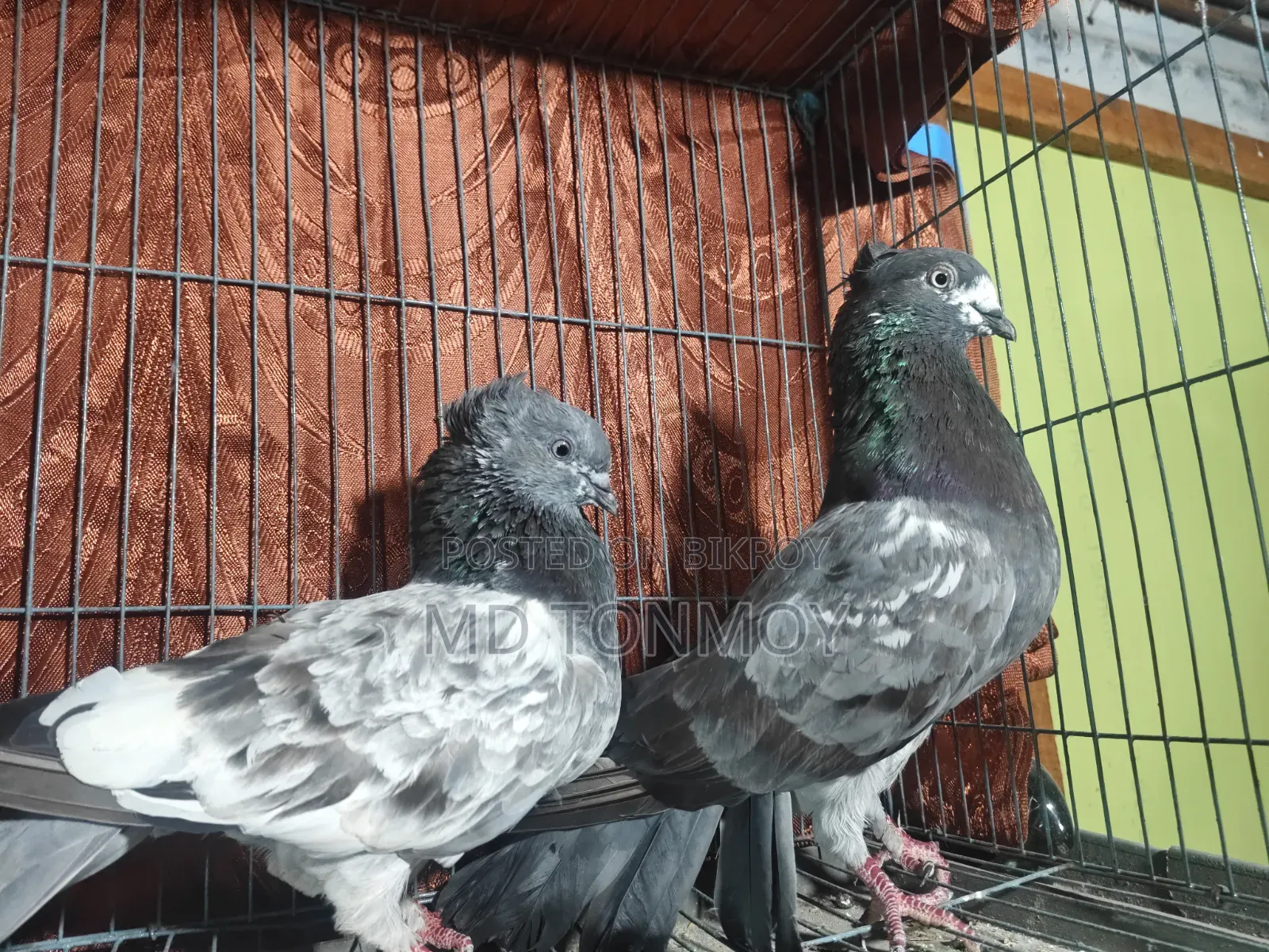 Pigeons for sale