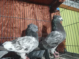 Pigeons for sale