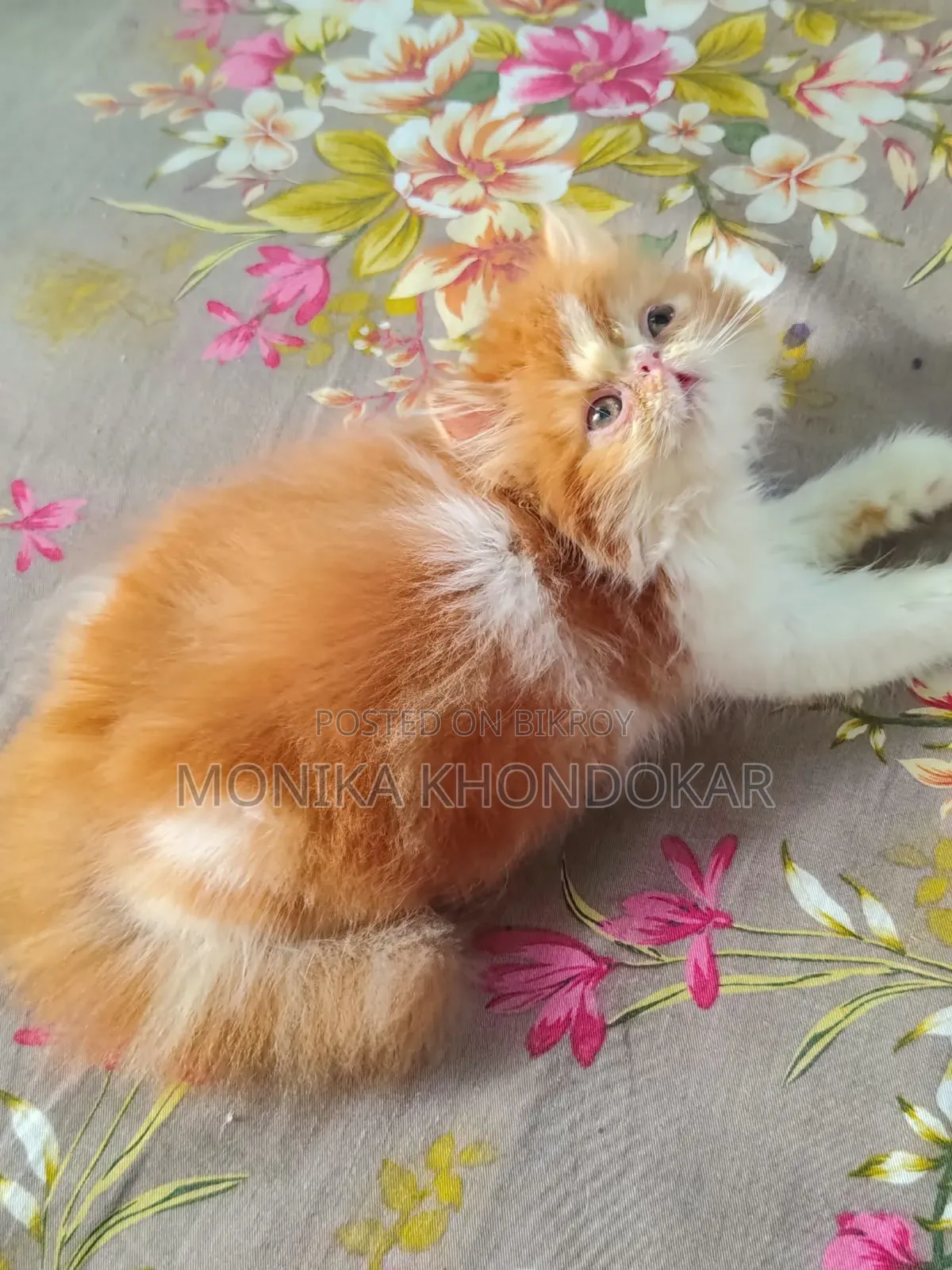 ১-৩ মাস বয়সী ফিমেল পিওরব্রেড এক্সোটিক