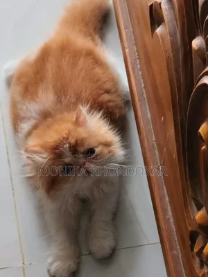 ১-৩ মাস বয়সী ফিমেল পিওরব্রেড এক্সোটিক