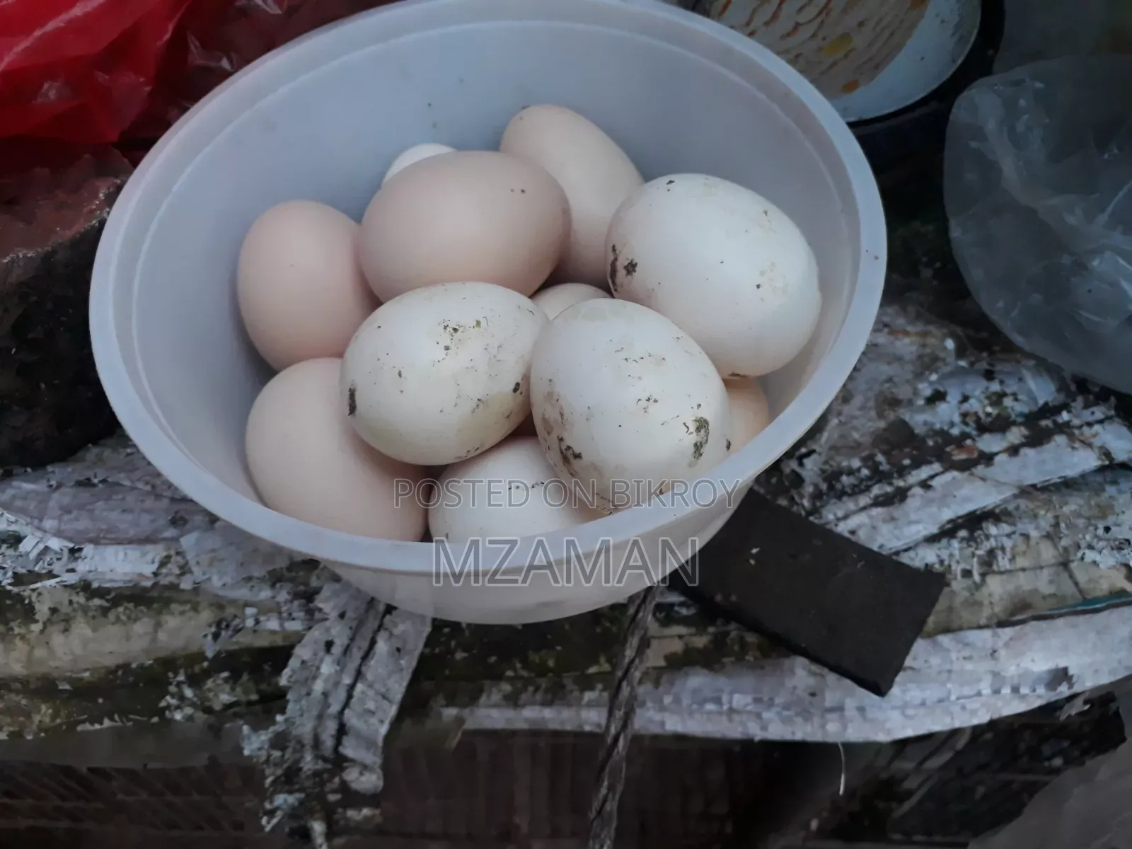 Hill Lajja fertile egg